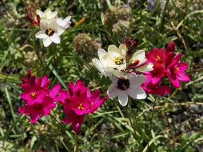 Ixia sp